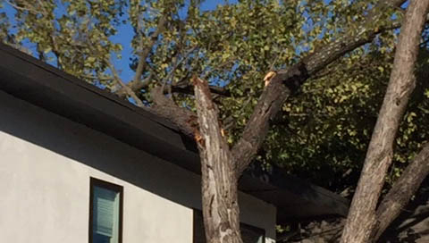 tree-limb-on-house